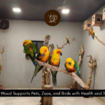 How Coffee Wood Keeps Birds Happy at Petflix Kodaikanal