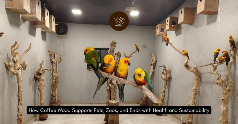 How Coffee Wood Keeps Birds Happy at Petflix Kodaikanal
